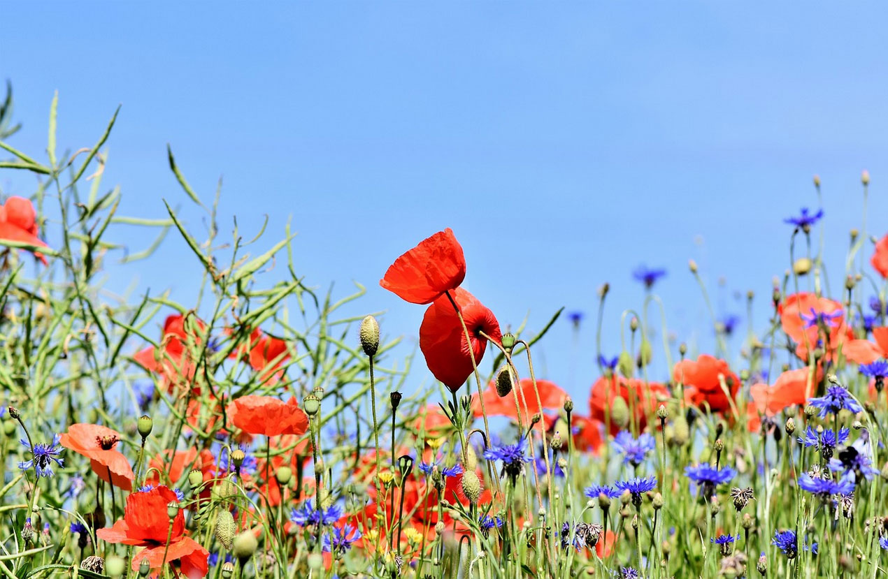 Garden Photo