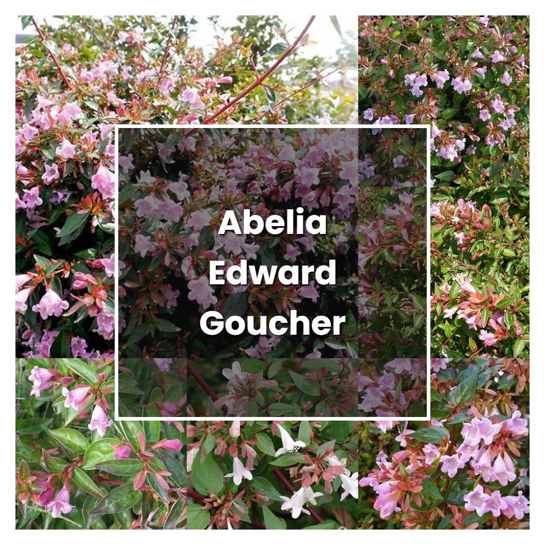 How to Grow Abelia Edward Goucher - Plant Care & Tips