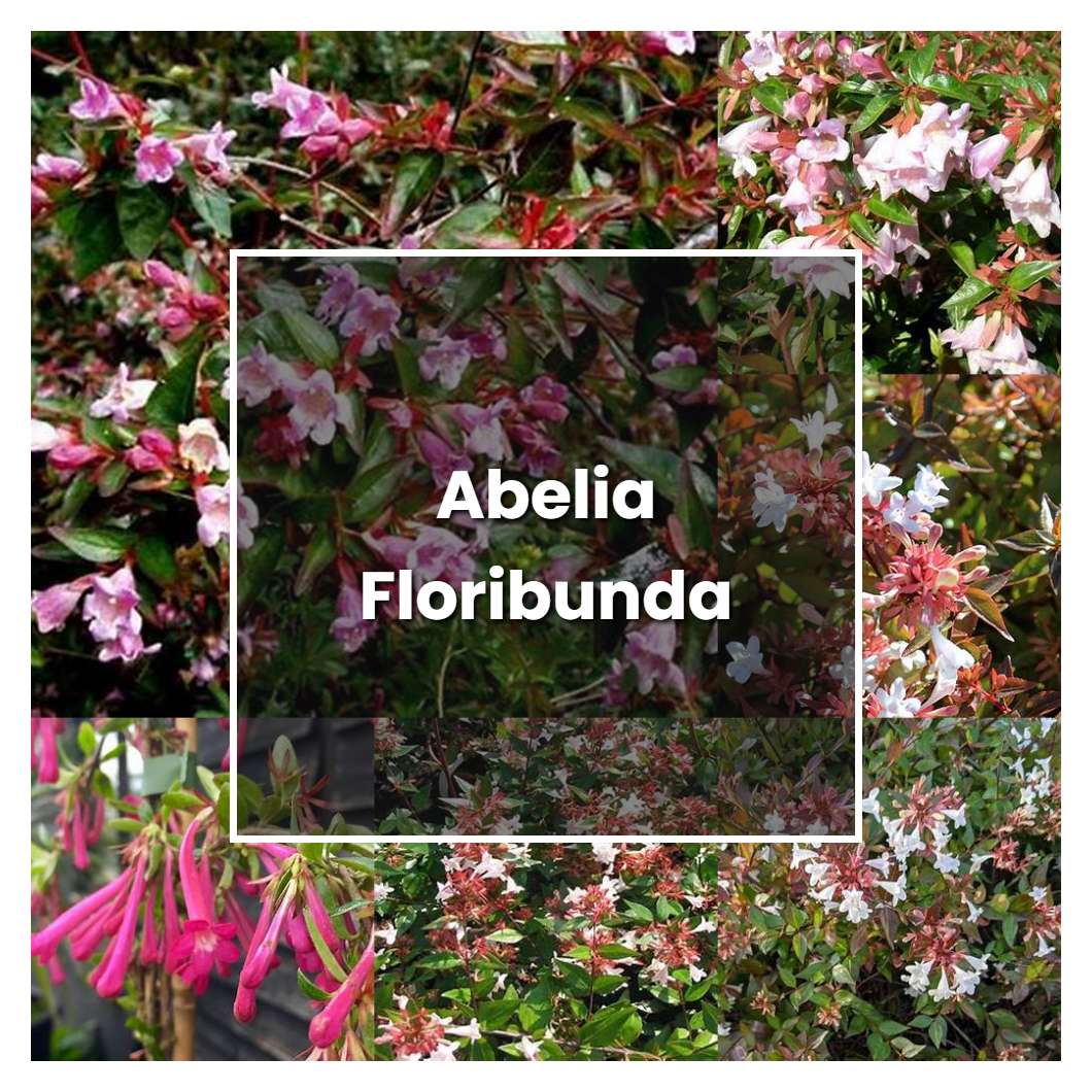 How to Grow Abelia Floribunda - Plant Care & Tips