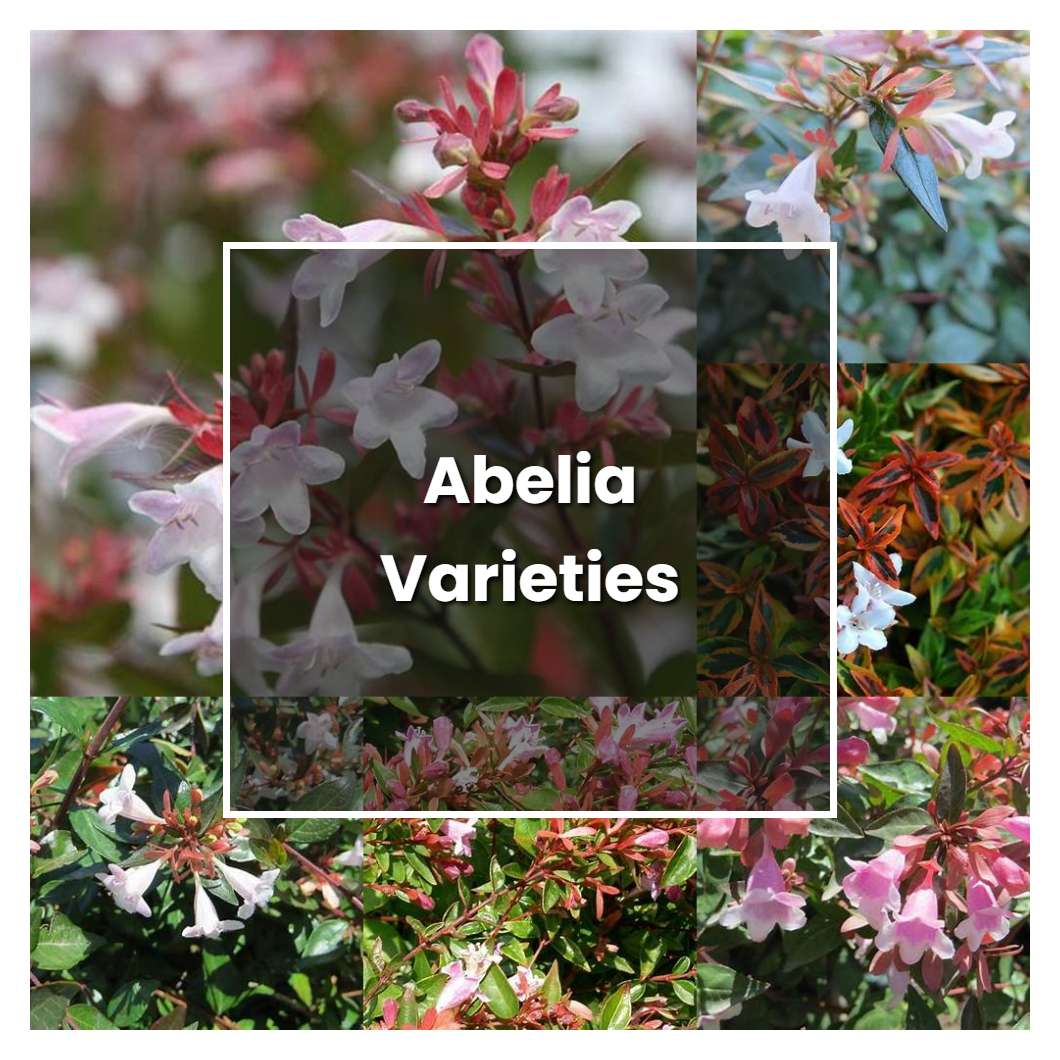 How to Grow Abelia Varieties - Plant Care & Tips