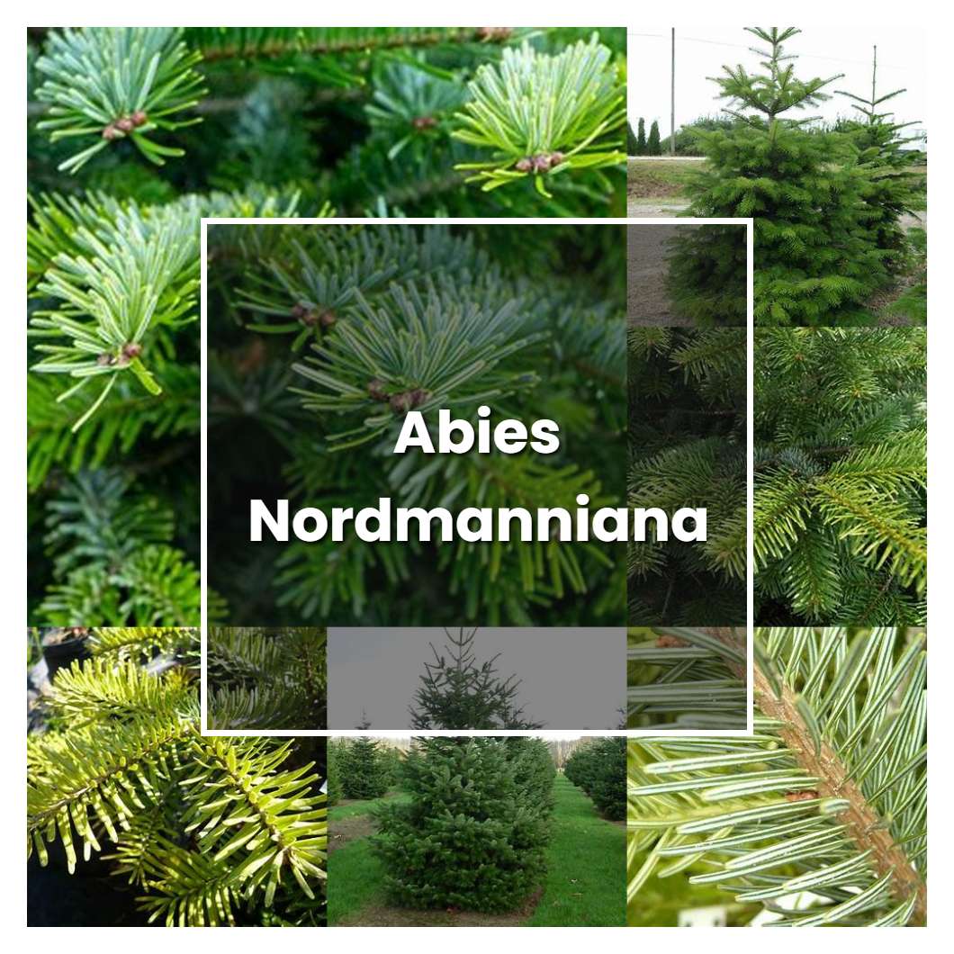 How to Grow Abies Nordmanniana - Plant Care & Tips