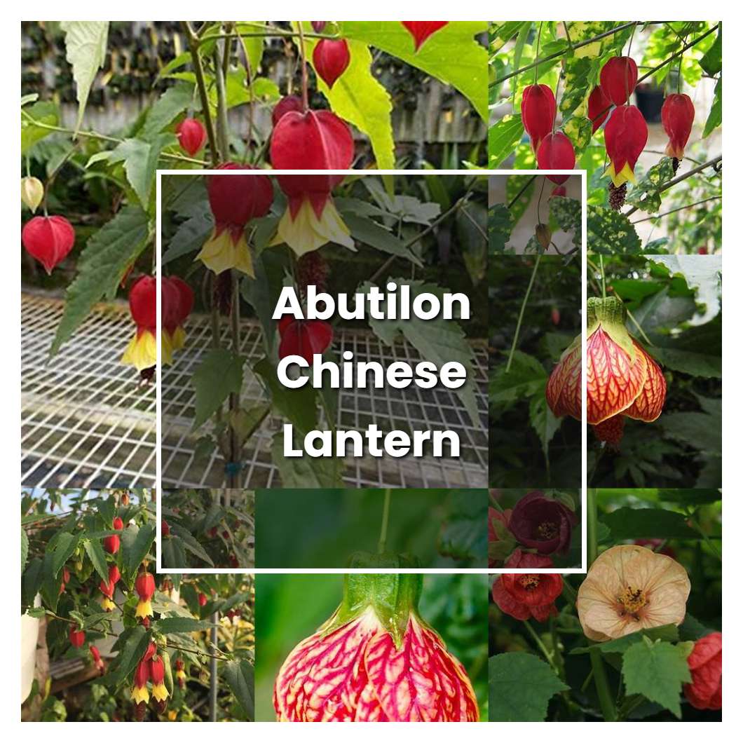 How to Grow Abutilon Chinese Lantern - Plant Care & Tips