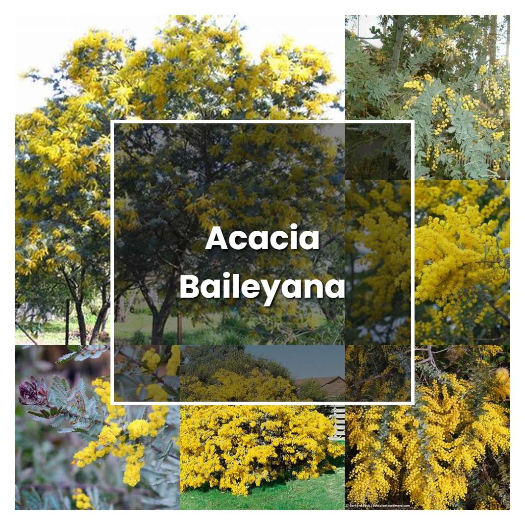How to Grow Acacia Baileyana - Plant Care & Tips