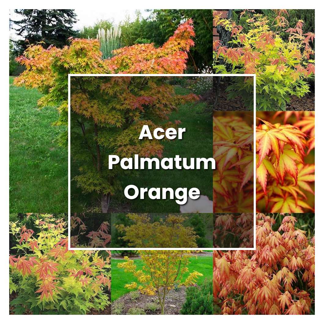 How to Grow Acer Palmatum Orange Dream - Plant Care & Tips