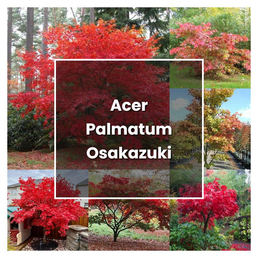 How to Grow Acer Palmatum Osakazuki - Plant Care & Tips