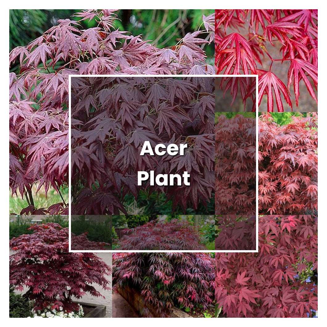 How to Grow Acer Plant - Plant Care & Tips