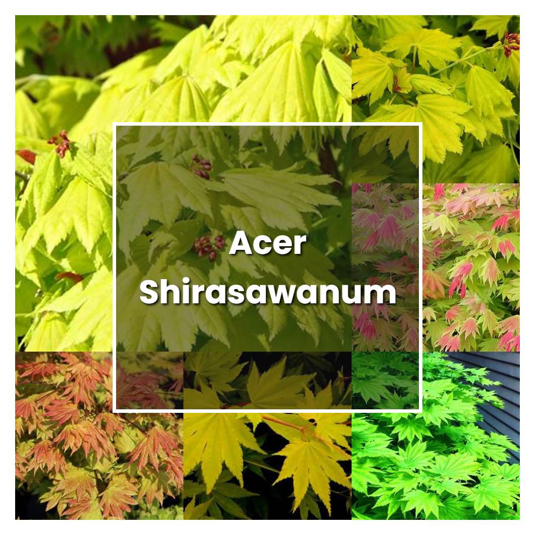How to Grow Acer Shirasawanum - Plant Care & Tips
