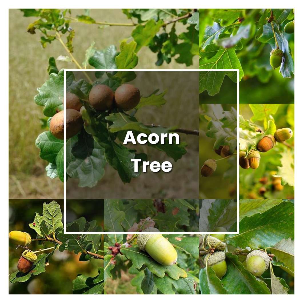 How to Grow Acorn Tree - Plant Care & Tips