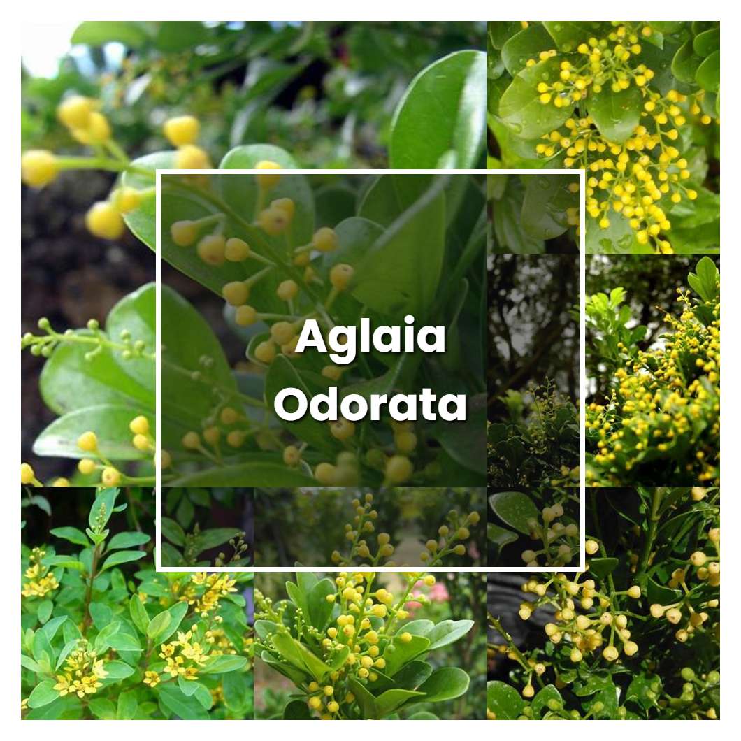 How to Grow Aglaia Odorata - Plant Care & Tips
