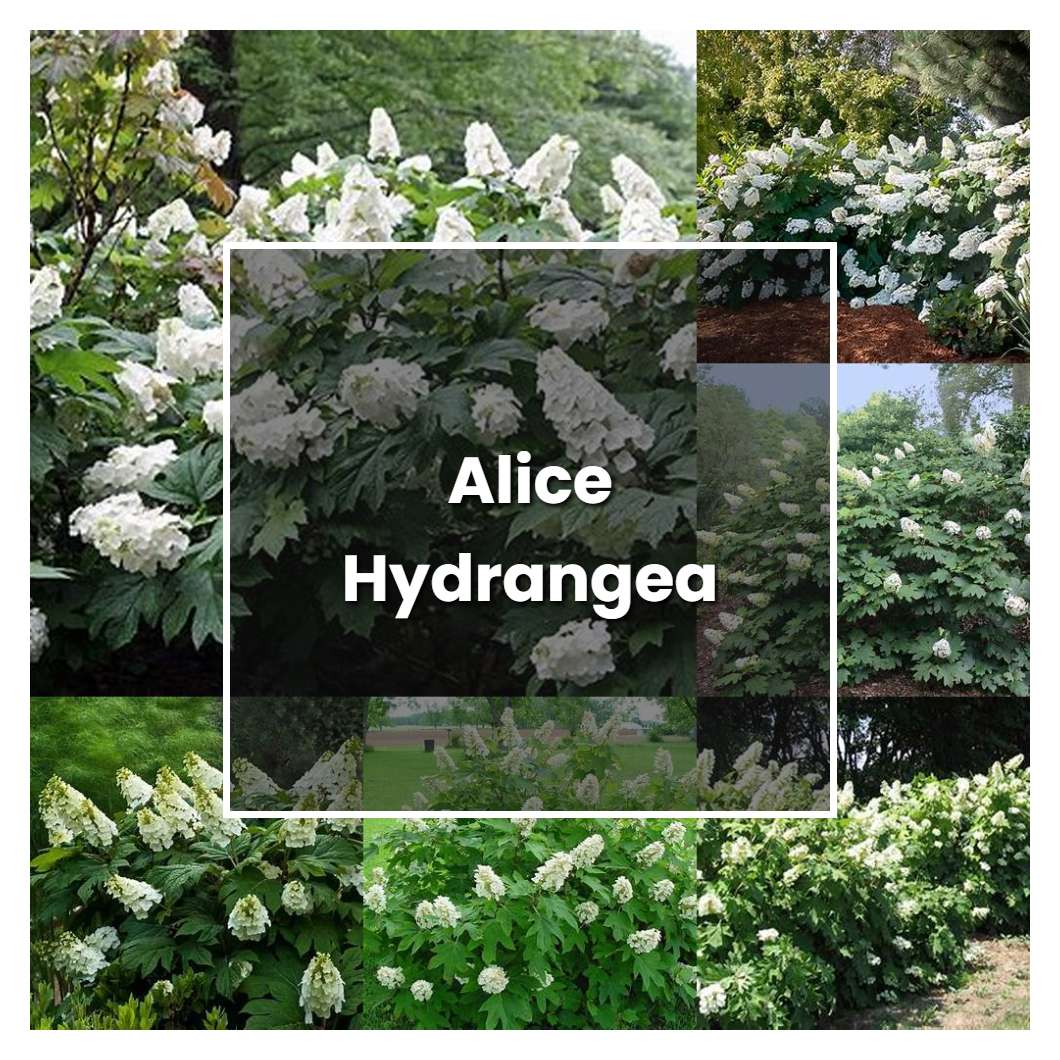 How to Grow Alice Hydrangea - Plant Care & Tips
