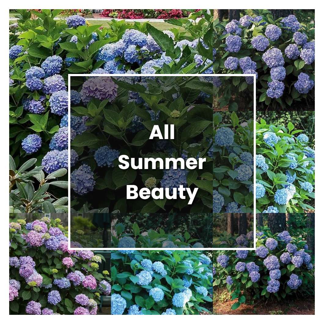 How to Grow All Summer Beauty Hydrangea - Plant Care & Tips