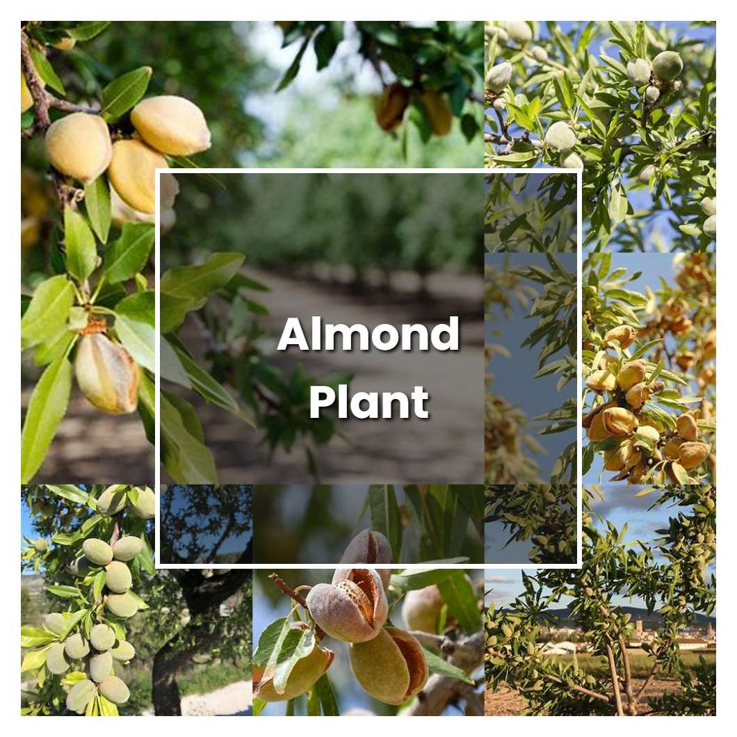 How to Grow Almond Plant - Plant Care & Tips