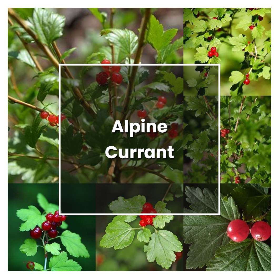 How to Grow Alpine Currant - Plant Care & Tips