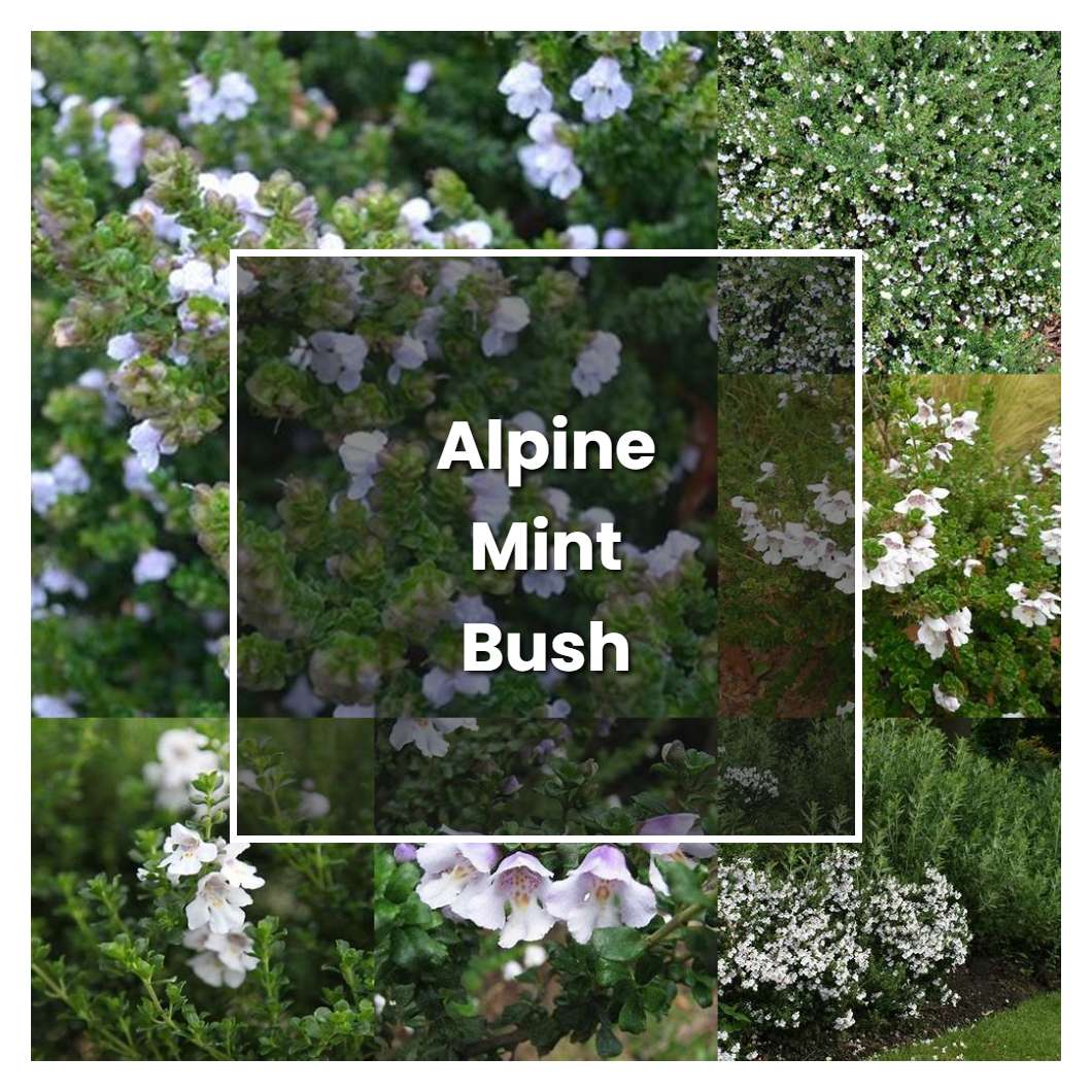 How to Grow Alpine Mint Bush - Plant Care & Tips