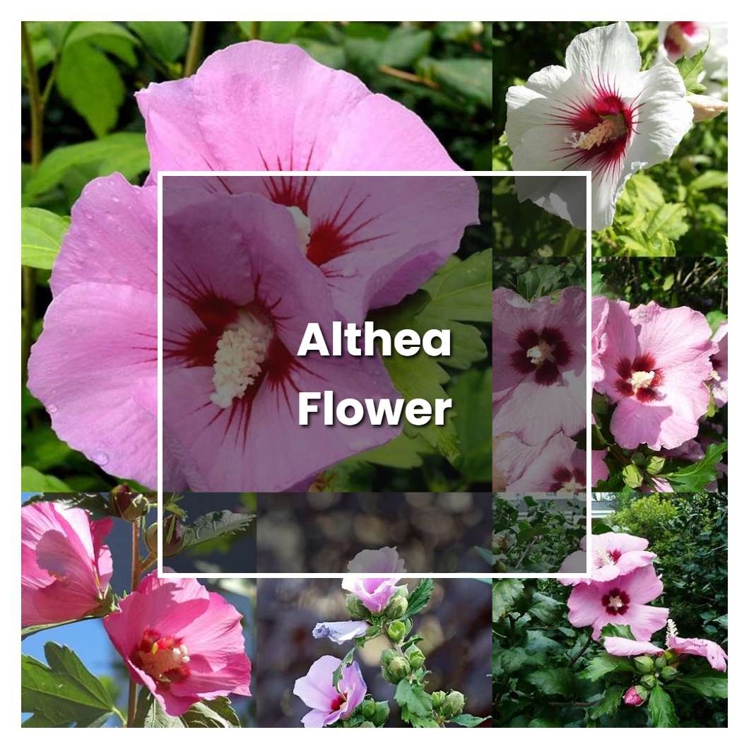 How to Grow Althea Flower - Plant Care & Tips