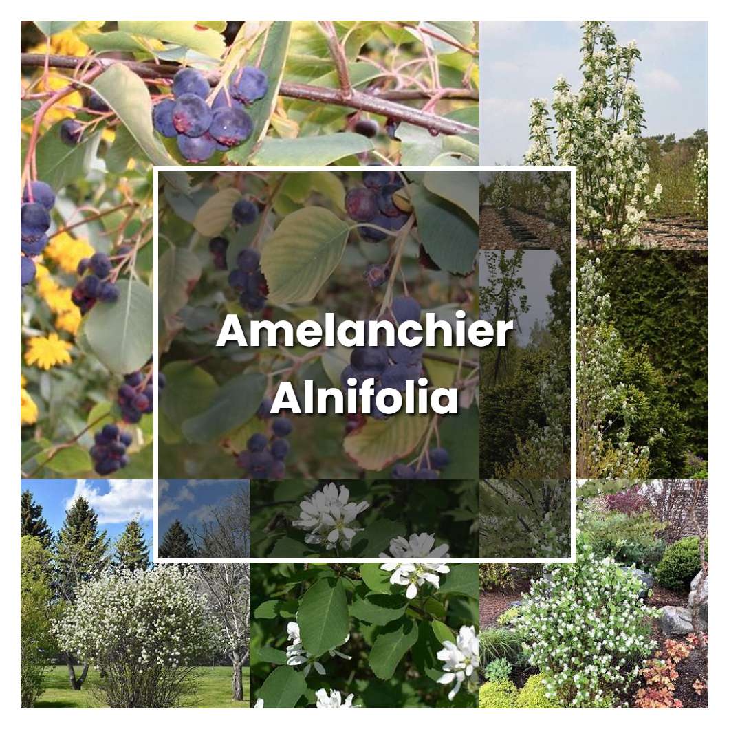 How to Grow Amelanchier Alnifolia - Plant Care & Tips