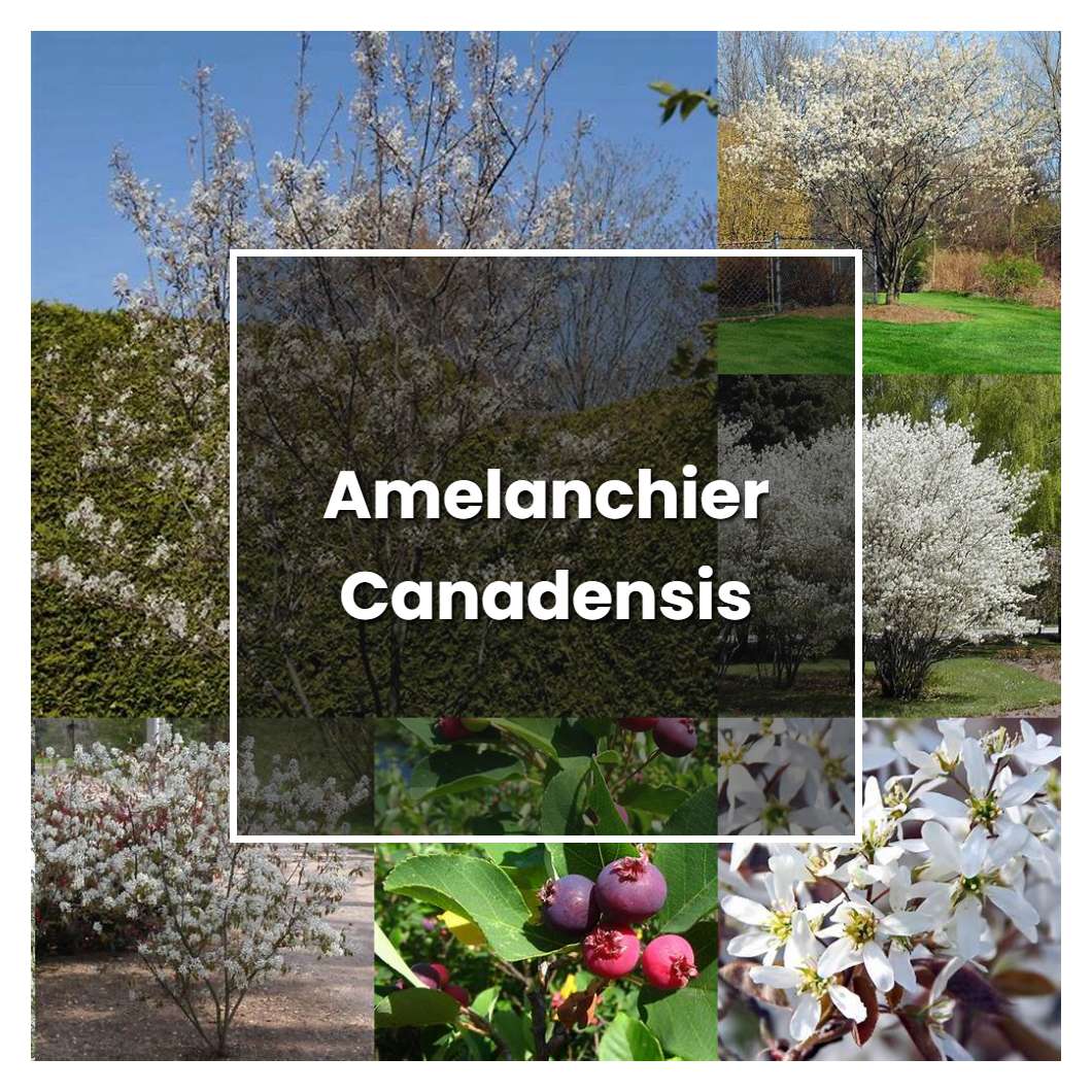 How to Grow Amelanchier Canadensis - Plant Care & Tips