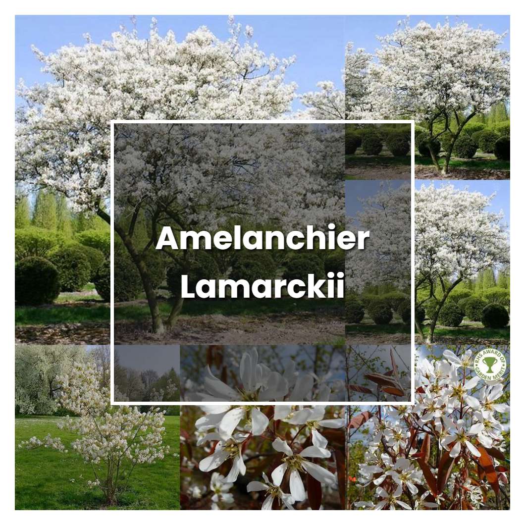 How to Grow Amelanchier Lamarckii - Plant Care & Tips