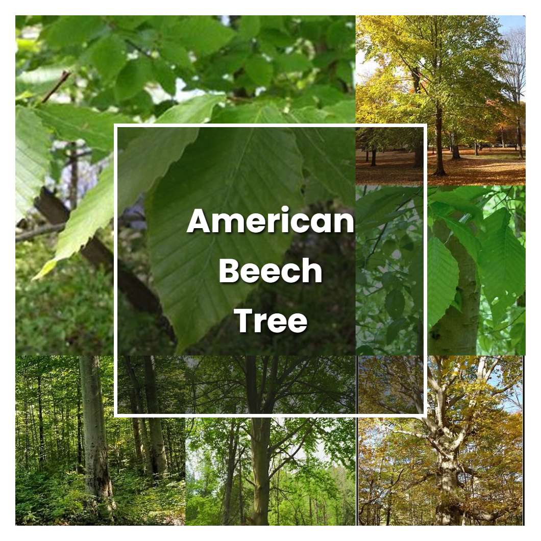 How to Grow American Beech Tree - Plant Care & Tips