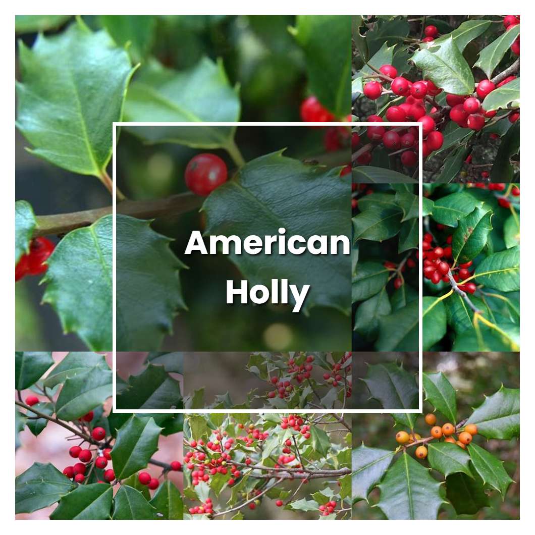How to Grow American Holly - Plant Care & Tips
