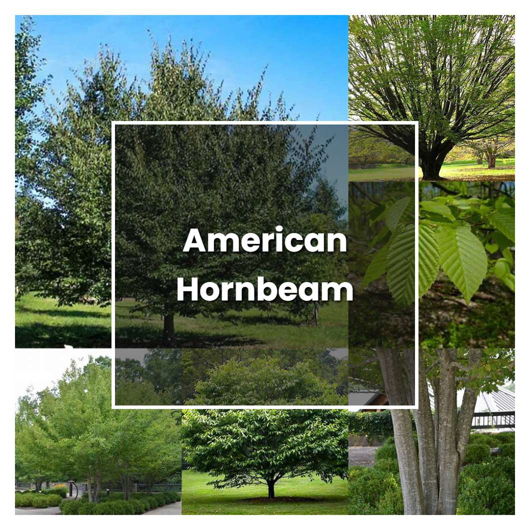How to Grow American Hornbeam - Plant Care & Tips