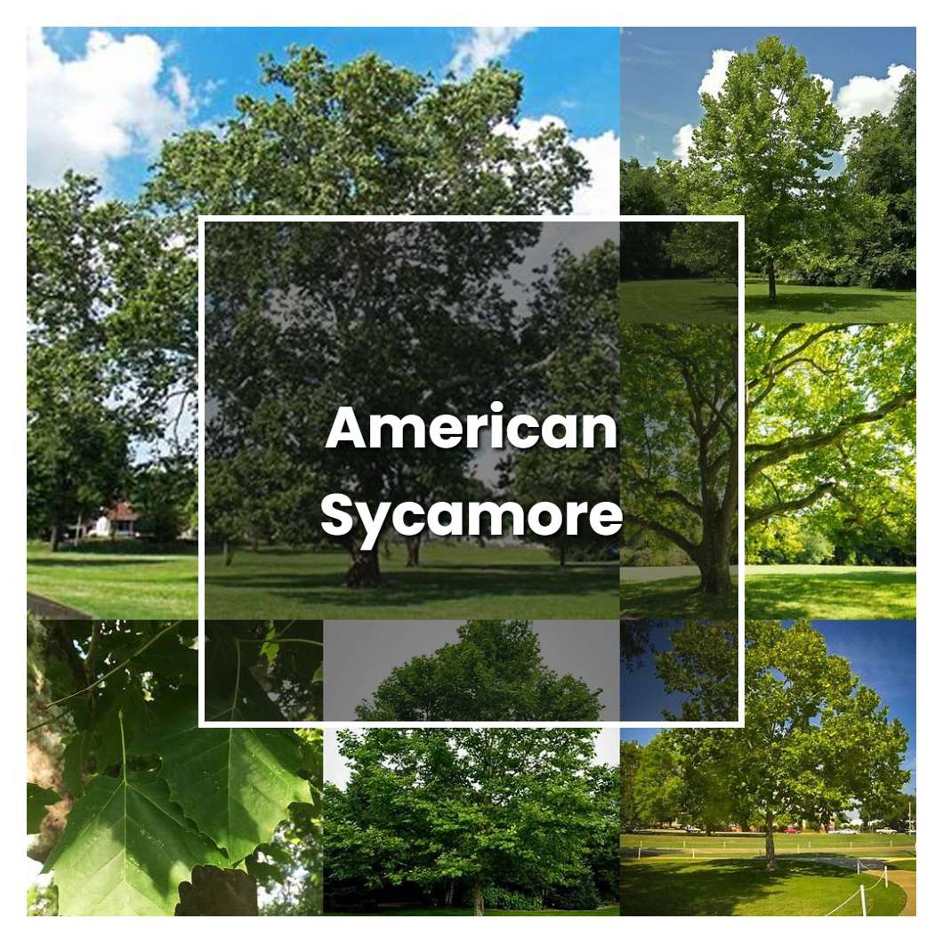 How to Grow American Sycamore Plant Care & Tips NorwichGardener
