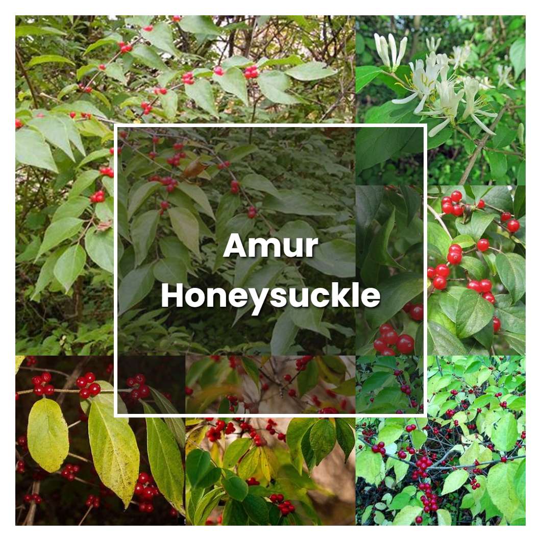How to Grow Amur Honeysuckle - Plant Care & Tips