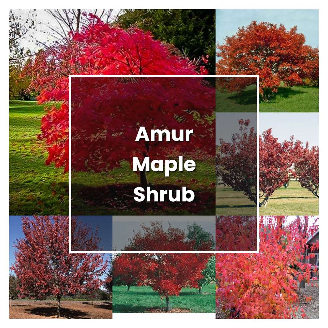 How to Grow Amur Maple Shrub - Plant Care & Tips