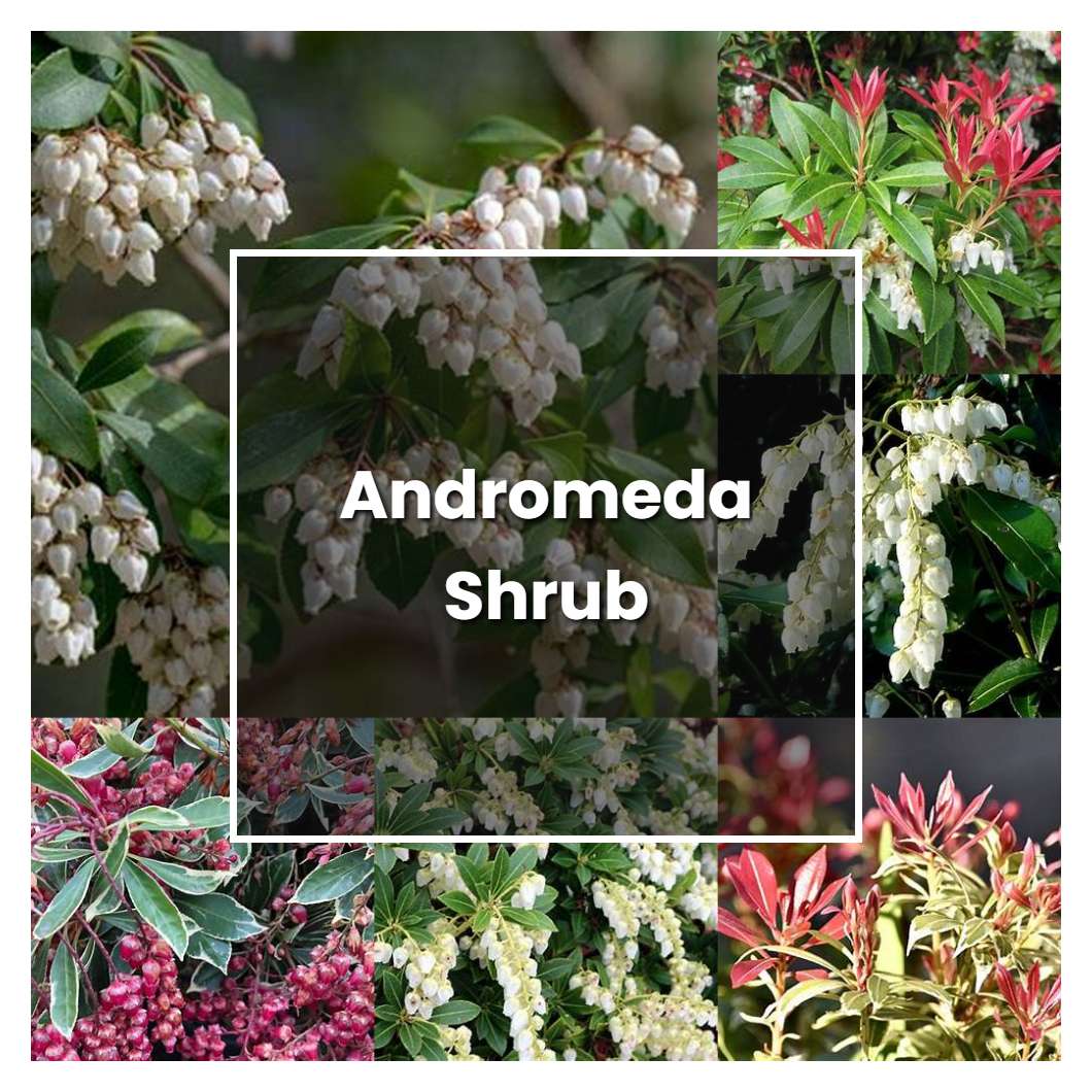 How to Grow Andromeda Shrub - Plant Care & Tips