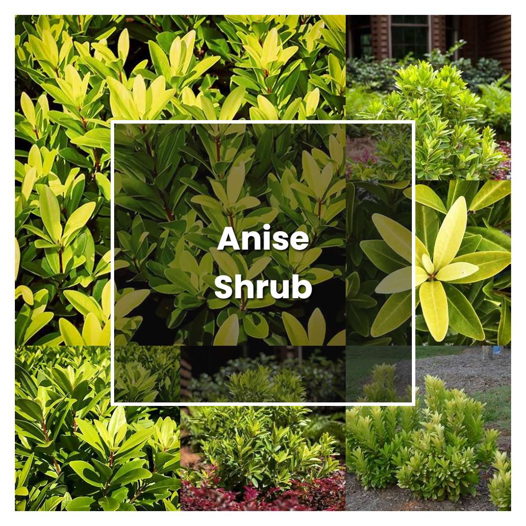 How to Grow Anise Shrub - Plant Care & Tips