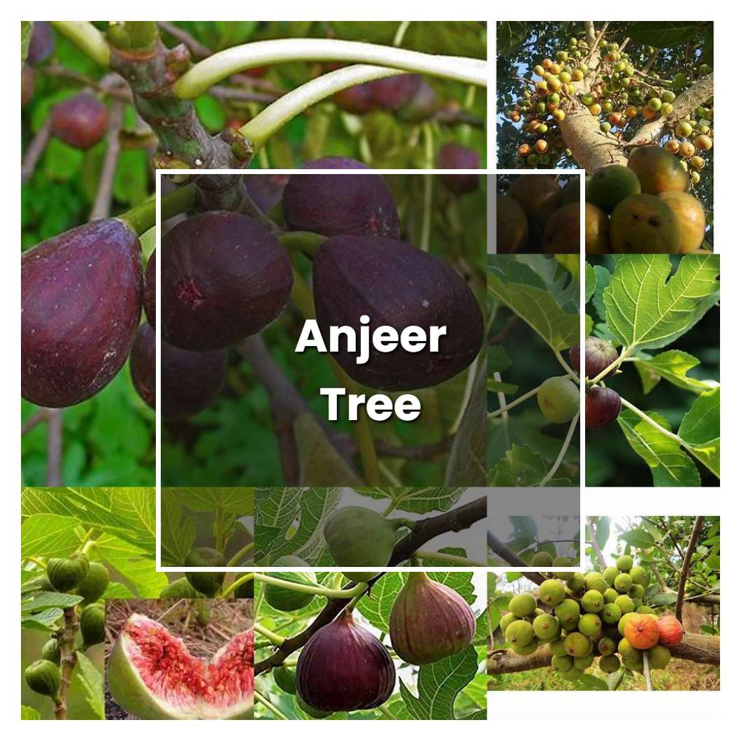 How to Grow Anjeer Tree - Plant Care & Tips