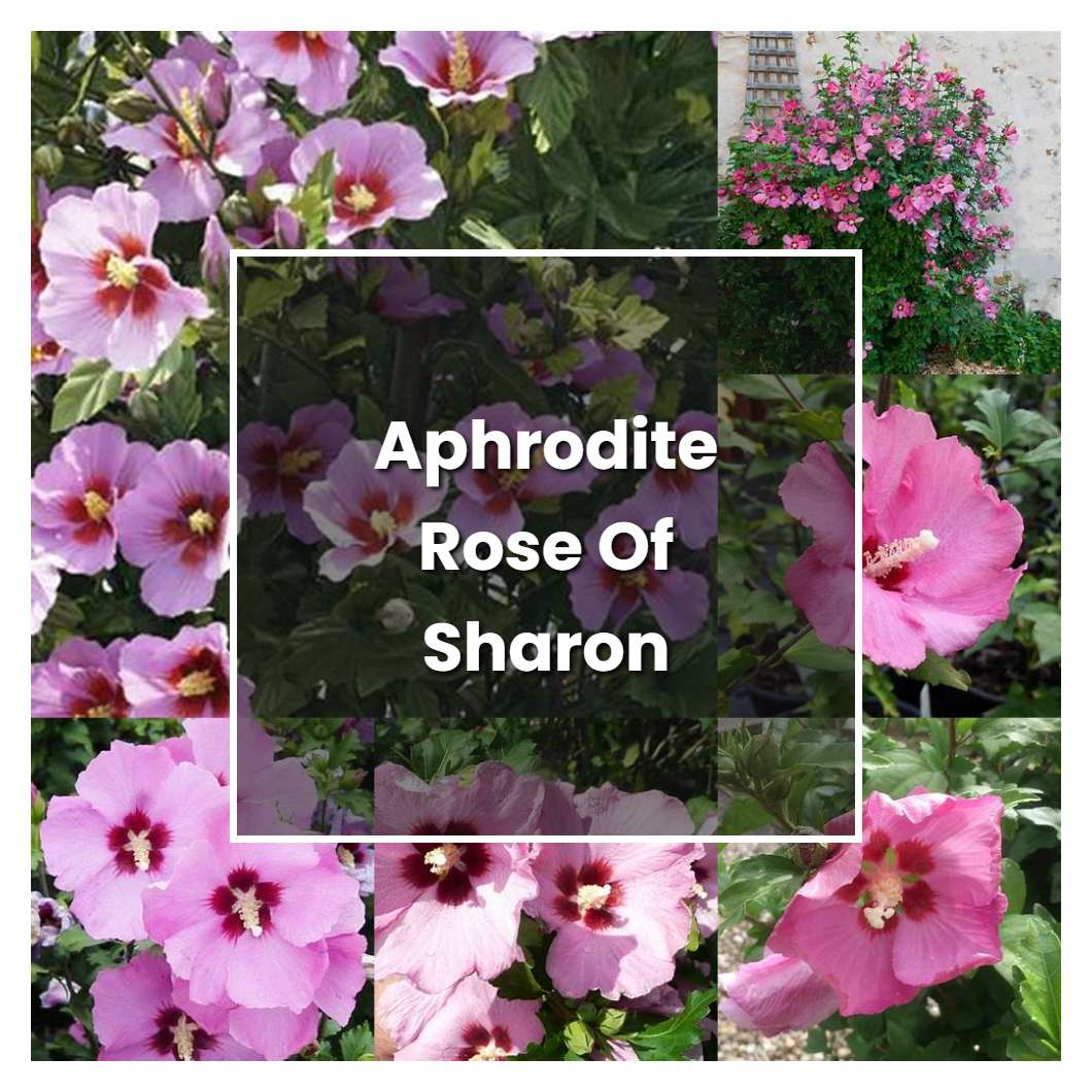 How to Grow Aphrodite Rose Of Sharon - Plant Care & Tips