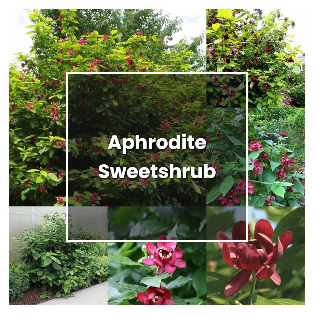 How to Grow Aphrodite Sweetshrub - Plant Care & Tips