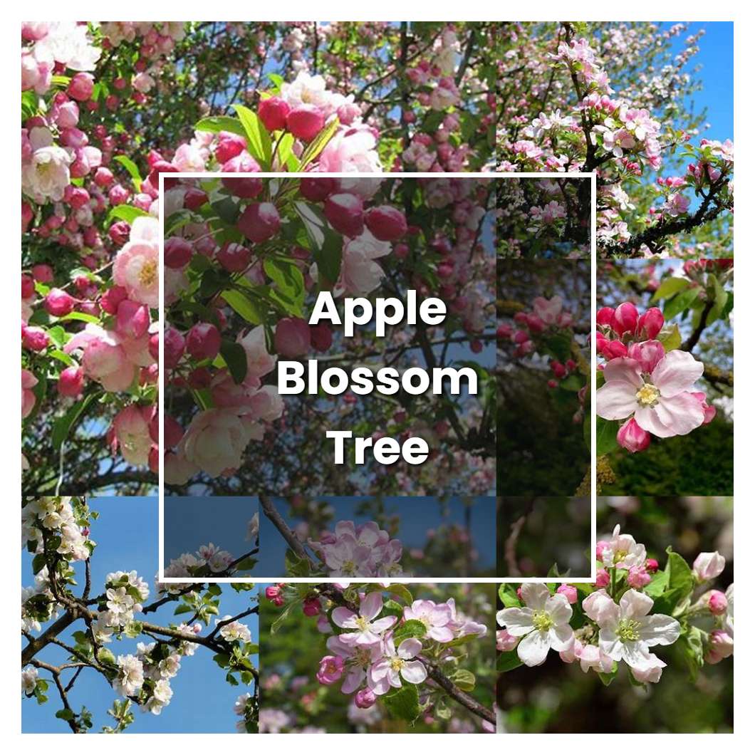 How to Grow Apple Blossom Tree - Plant Care & Tips