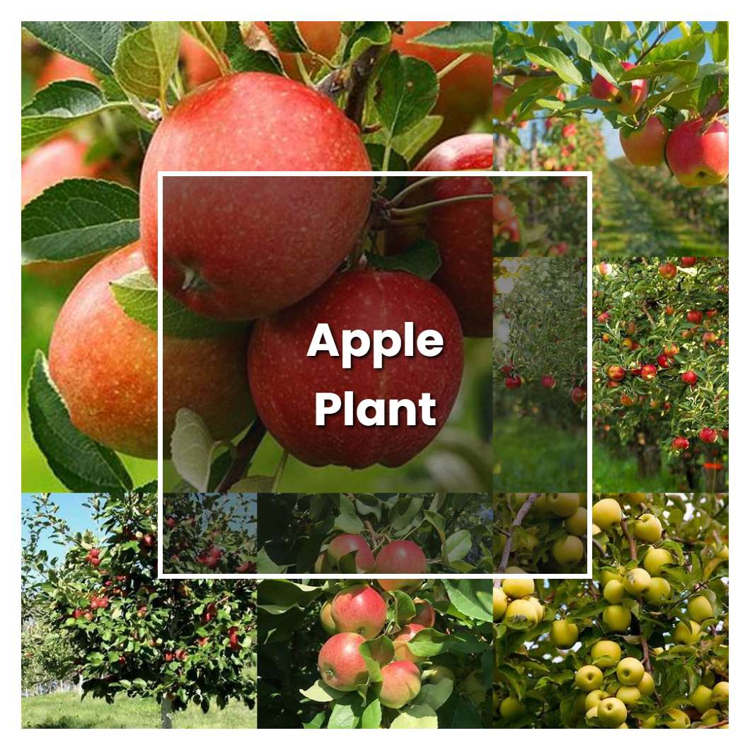 How to Grow Apple Plant - Plant Care & Tips