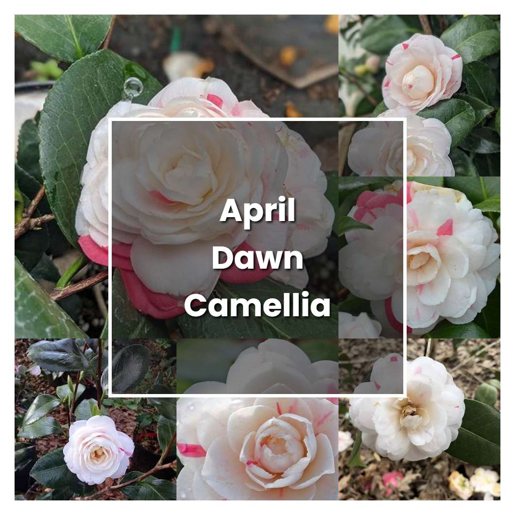 How to Grow April Dawn Camellia - Plant Care & Tips