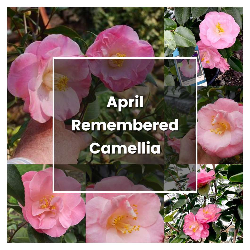 How to Grow April Remembered Camellia - Plant Care & Tips