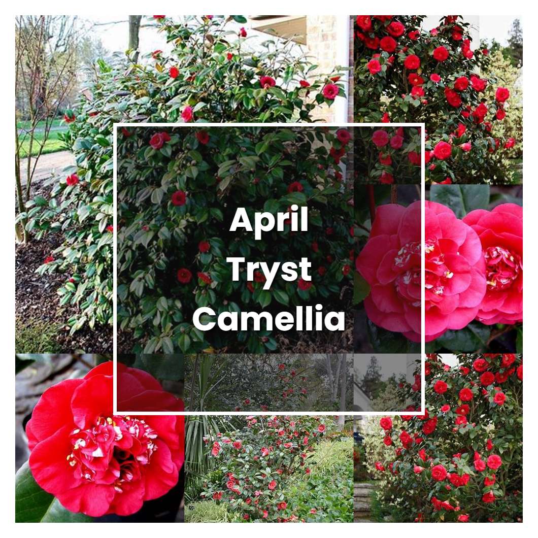 How to Grow April Tryst Camellia - Plant Care & Tips