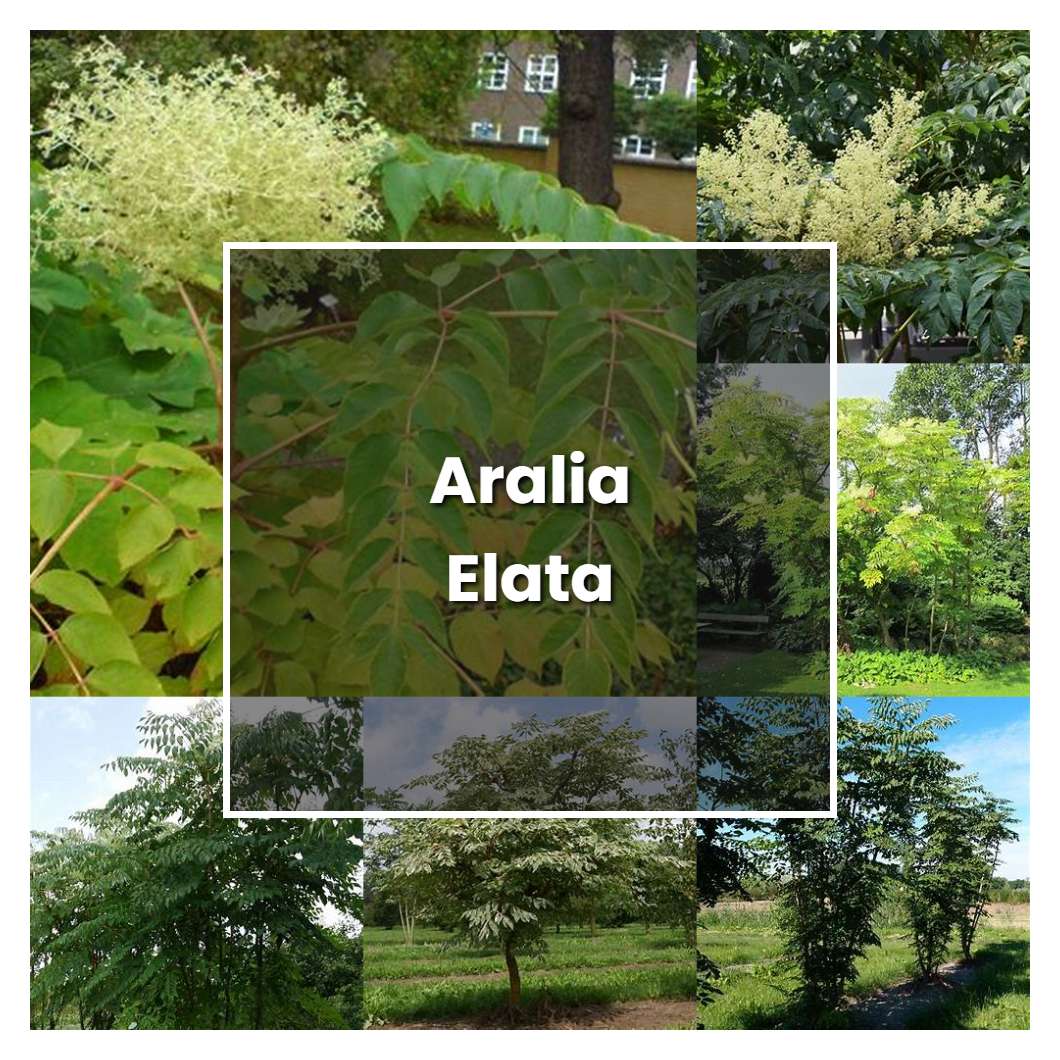 How to Grow Aralia Elata - Plant Care & Tips