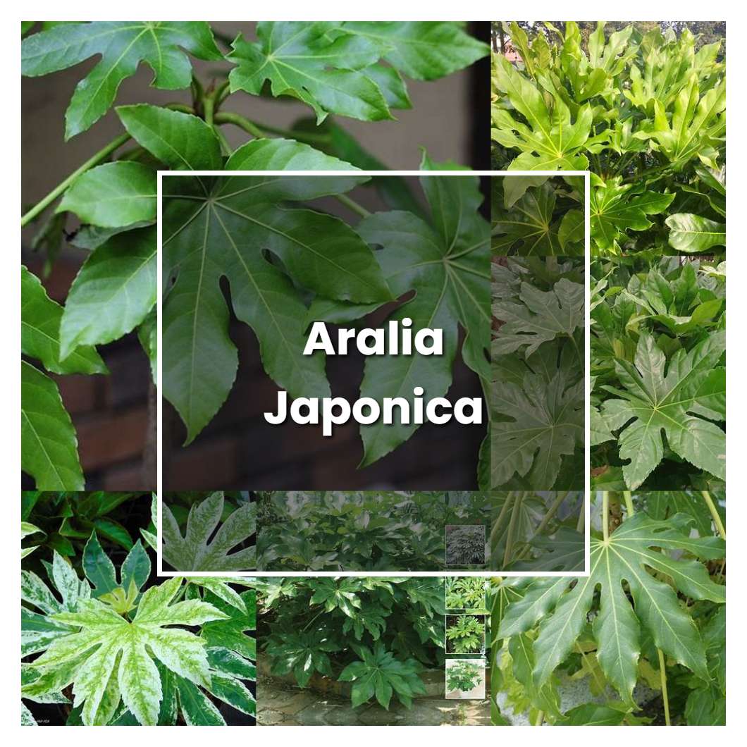 How to Grow Aralia Japonica - Plant Care & Tips