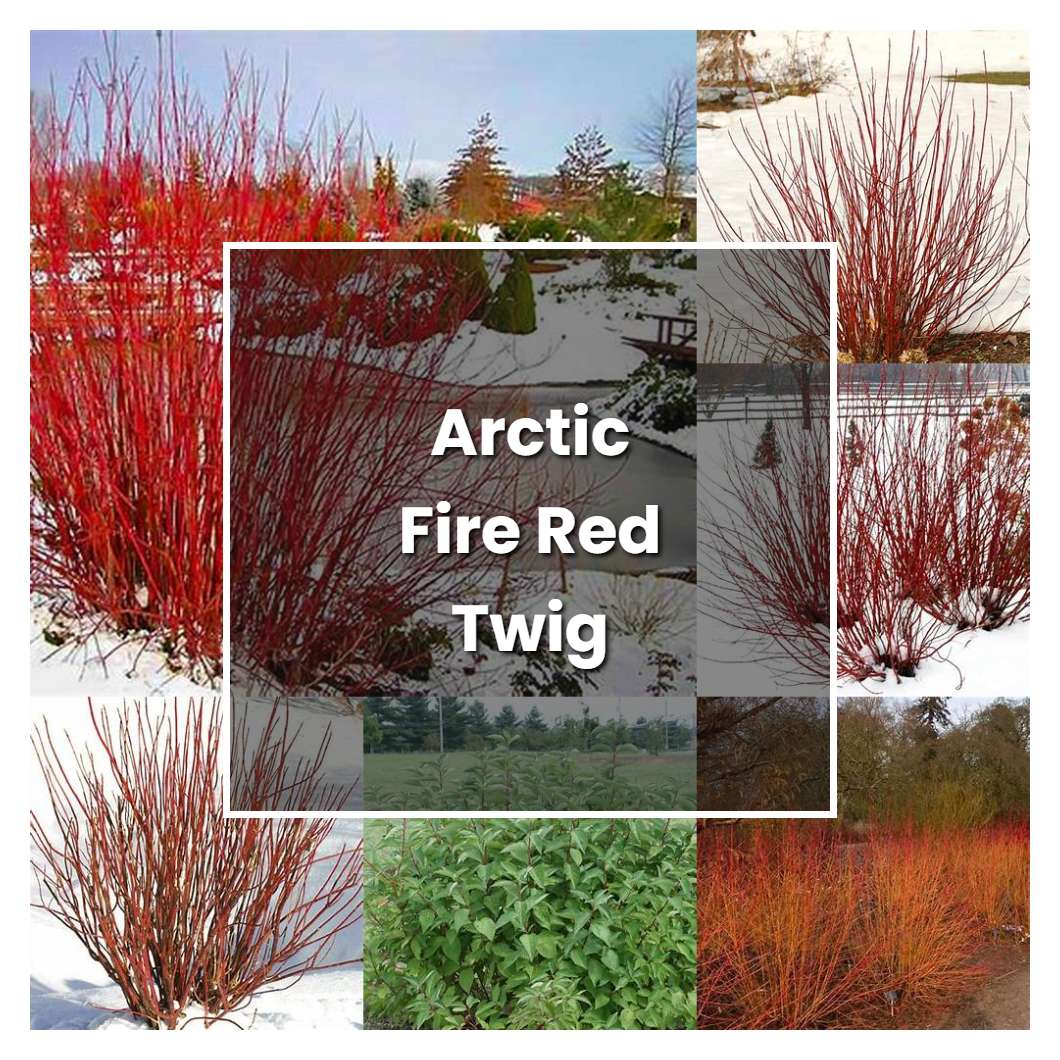 How to Grow Arctic Fire Red Twig Dogwood - Plant Care & Tips