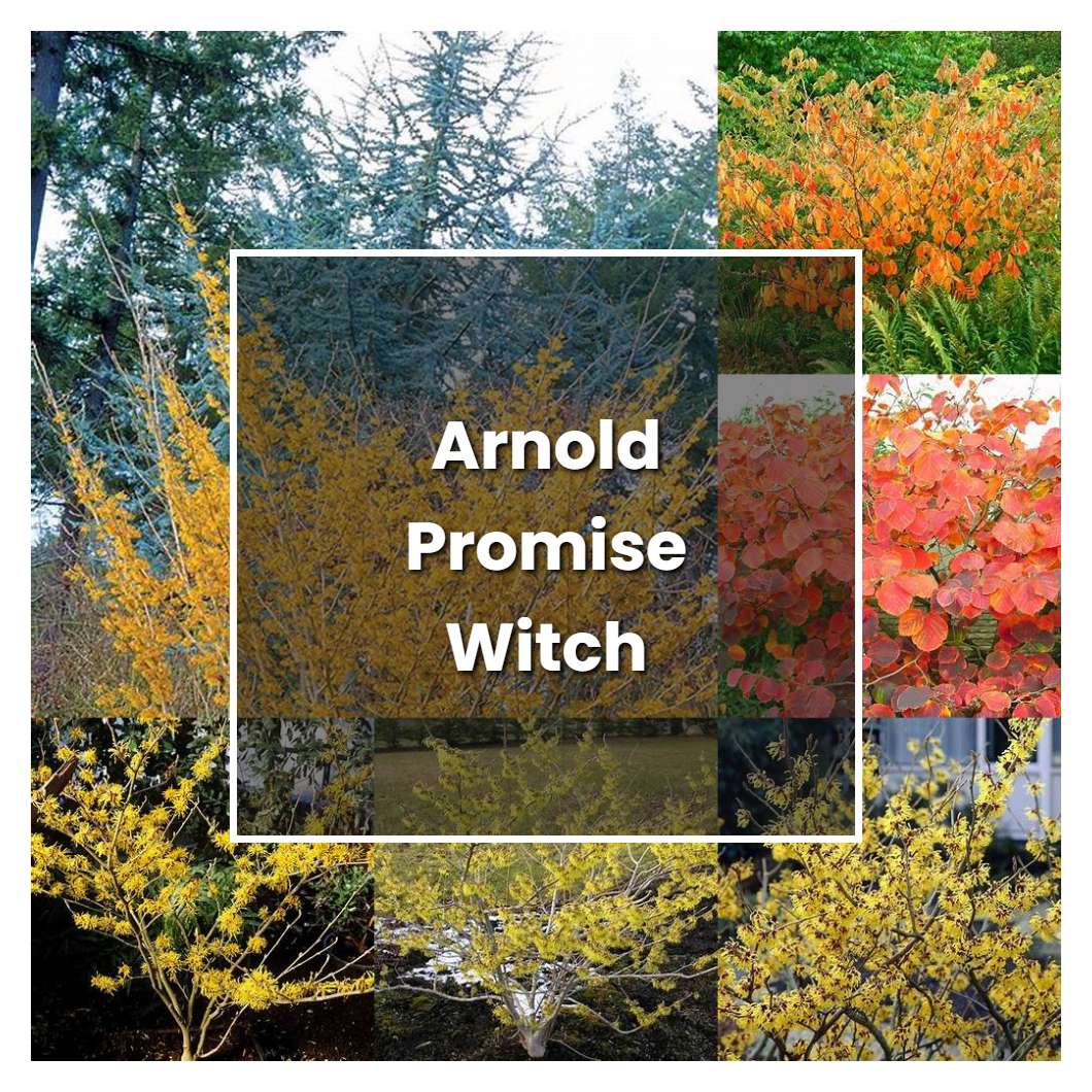 How to Grow Arnold Promise Witch Hazel - Plant Care & Tips
