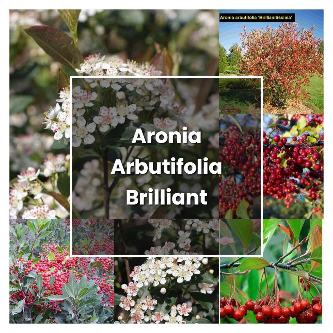 How to Grow Aronia Arbutifolia Brilliant - Plant Care & Tips