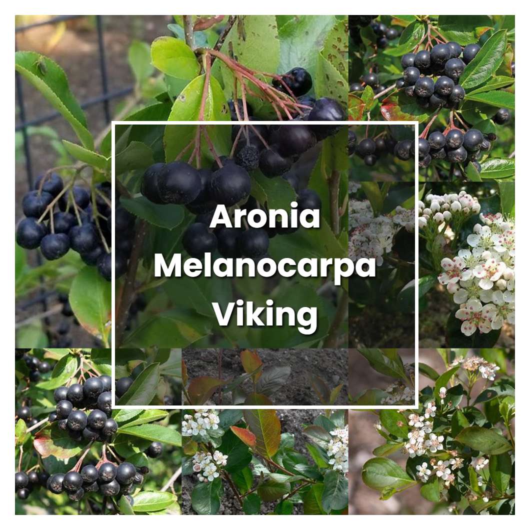 How to Grow Aronia Melanocarpa Viking - Plant Care & Tips