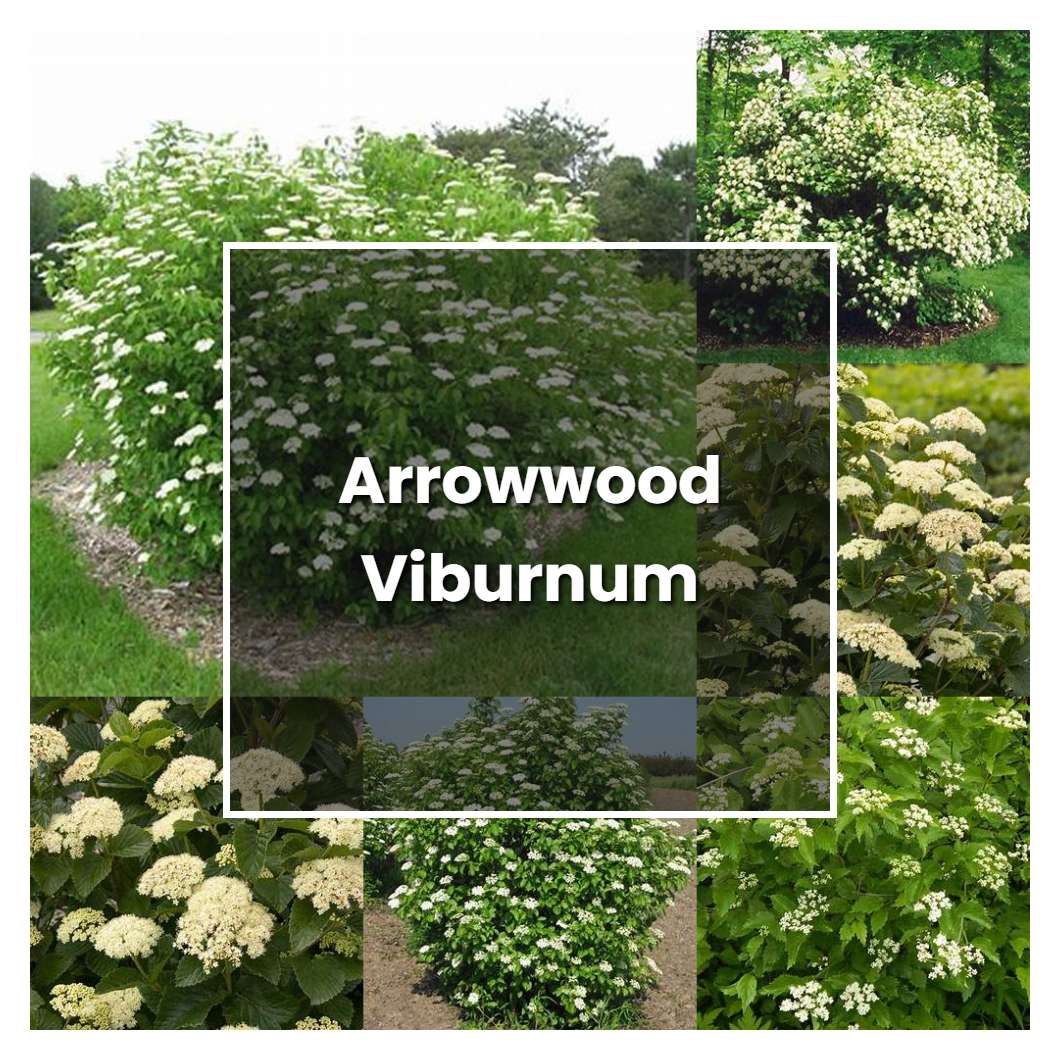 How to Grow Arrowwood Viburnum - Plant Care & Tips