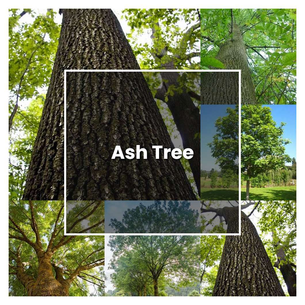 How to Grow Ash Tree - Plant Care & Tips