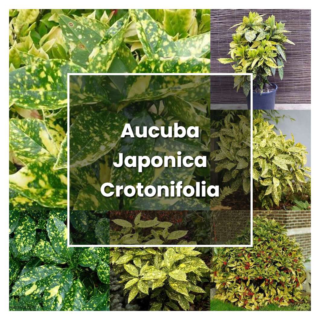 How to Grow Aucuba Japonica Crotonifolia - Plant Care & Tips