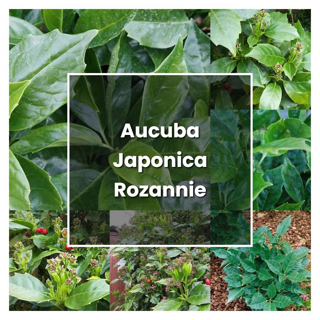 How to Grow Aucuba Japonica Rozannie - Plant Care & Tips