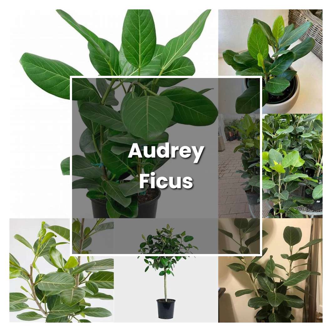 How to Grow Audrey Ficus - Plant Care & Tips