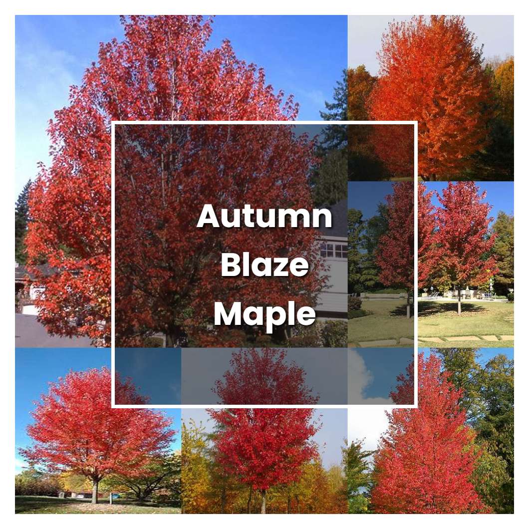 How to Grow Autumn Blaze Maple - Plant Care & Tips